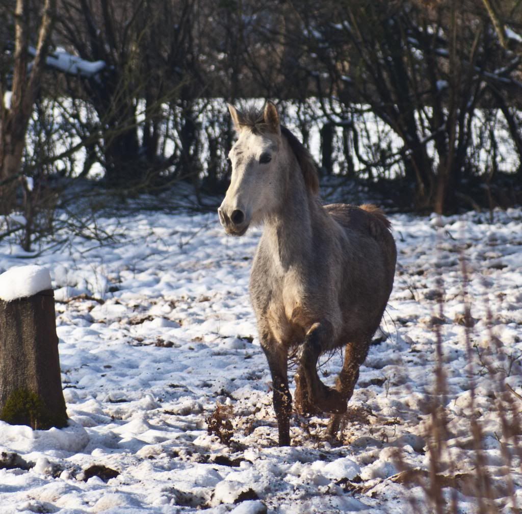 Tralissa Andalusians - Random Herd Photos! Raine_zpsf059ef38