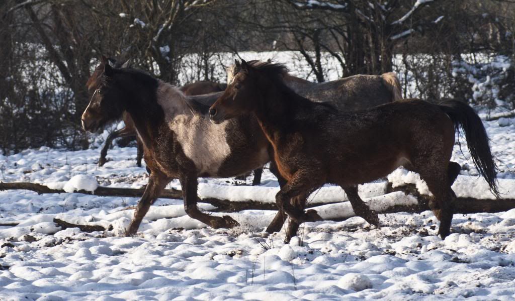 Tralissa Andalusians - Random Herd Photos! All2_zps5c7f3e9b