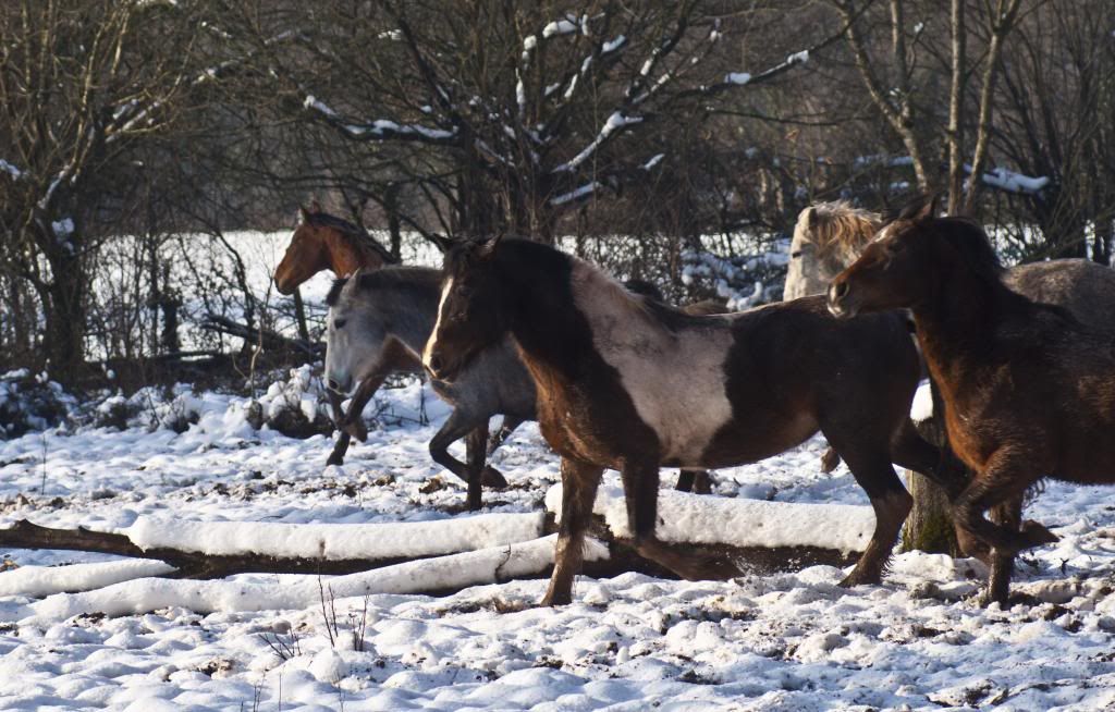 Tralissa Andalusians - Random Herd Photos! All_zpsdef6c9e6