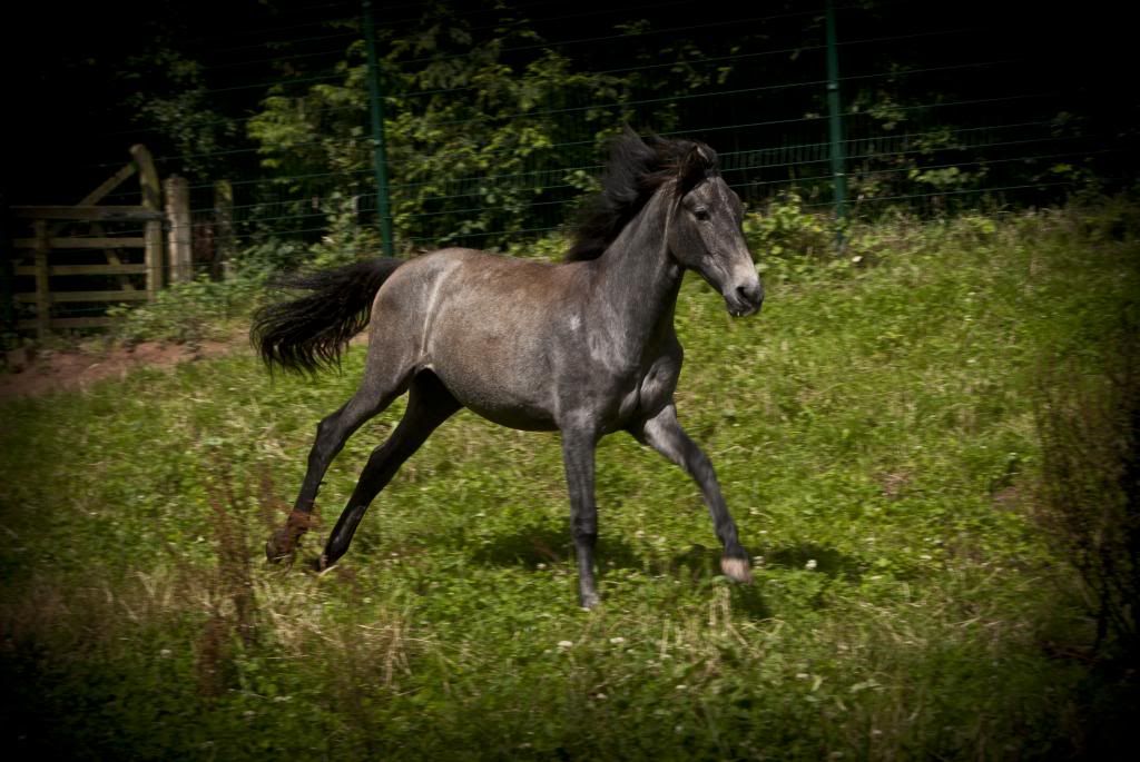 Tralissa Andalusians - Random Herd Photos! Belle2_zps6bb9a579