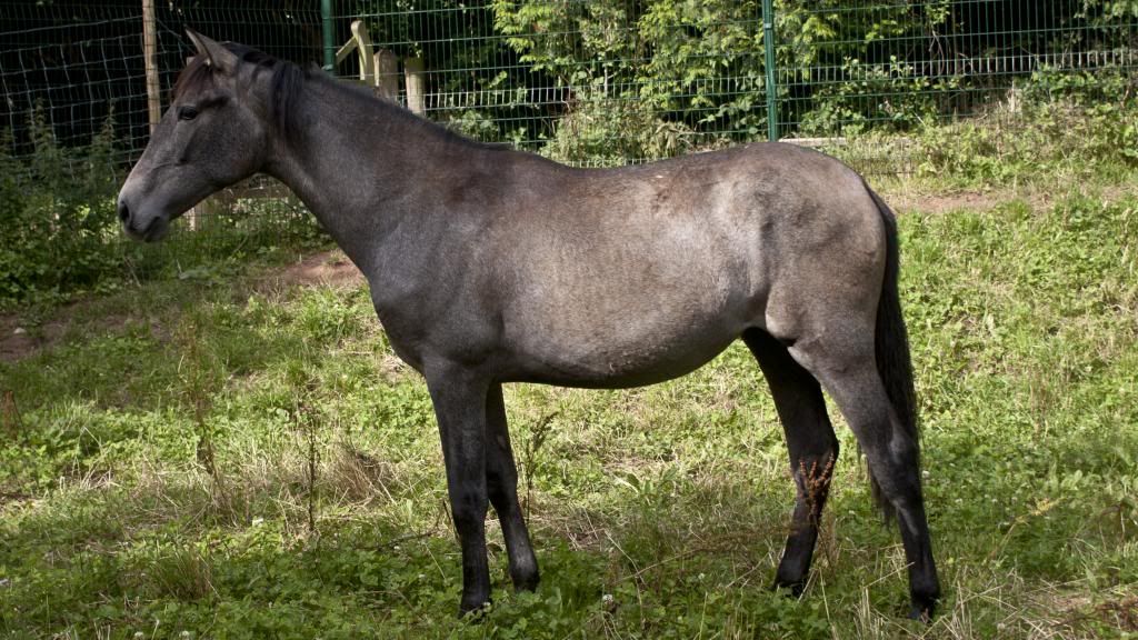 Tralissa Andalusians - Random Herd Photos! Belle4_zps03ce28cf