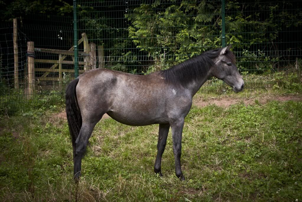 Tralissa Andalusians - Random Herd Photos! Belle5_zps8d651847