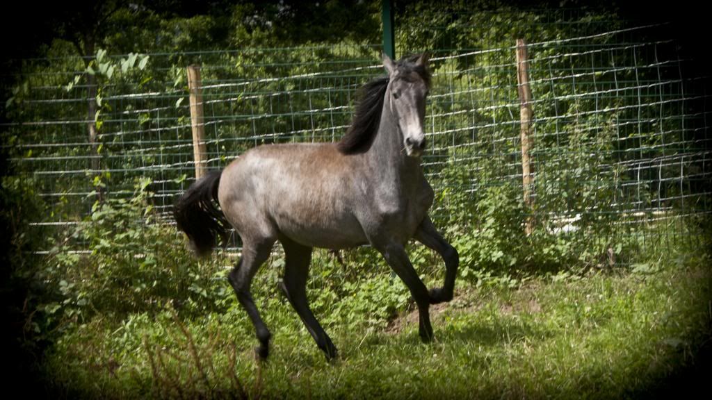 Tralissa Andalusians - Random Herd Photos! Belle_zpsa4910ac1