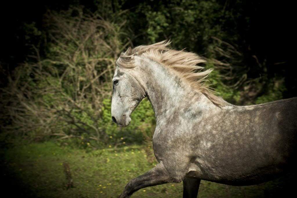 Tralissa Andalusians - Random Herd Photos! Breeze2_zpsbd281ab0