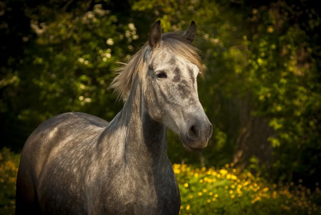 Tralissa Andalusians - Random Herd Photos! Breezels_zps35013024