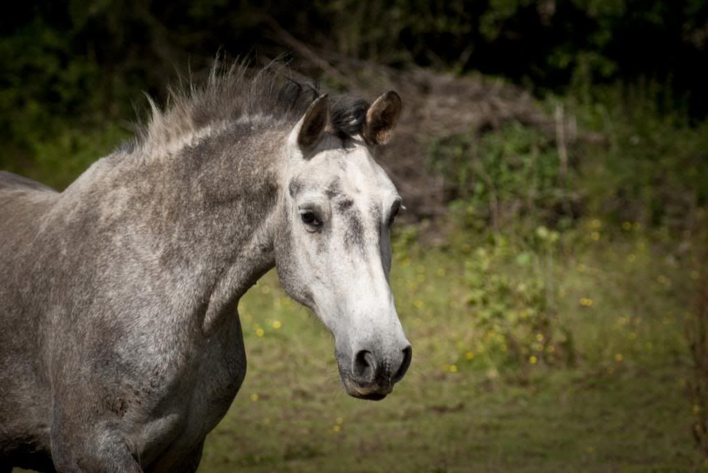 Tralissa Andalusians - Random Herd Photos! Ddsfvsd_zpsb8841719