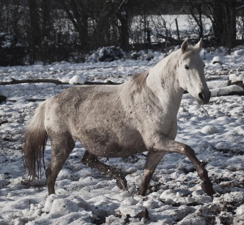 Tralissa Andalusians - Random Herd Photos! Fen-1_zpsd7786172