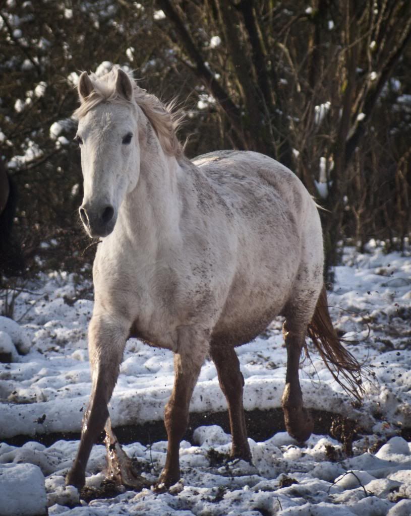 Tralissa Andalusians - Random Herd Photos! Fen2tr_zps7bce38d1