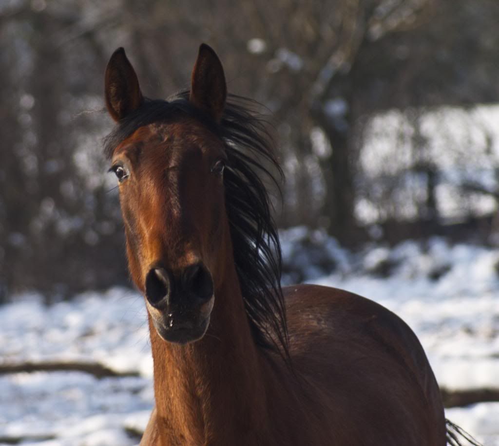 Tralissa Andalusians - Random Herd Photos! Lecky_zps8124212f