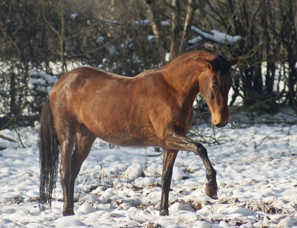 Tralissa Andalusians - Random Herd Photos! Lex-1_zps05d8f4ef