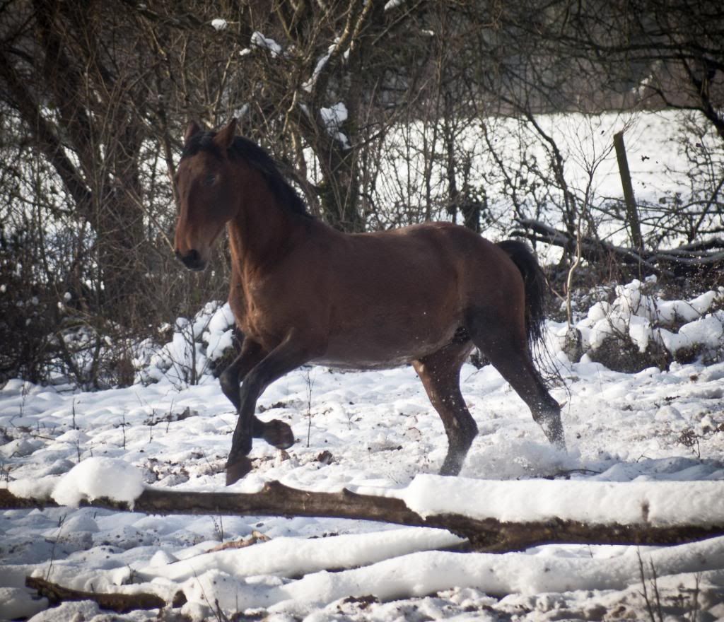 Tralissa Andalusians - Random Herd Photos! Lex_1_zps63a990f6