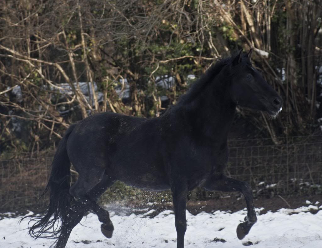 Tralissa Andalusians - Random Herd Photos! Tig2_zpsd0ec7f79