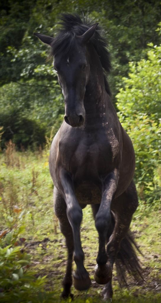 Tralissa Andalusians - Random Herd Photos! Tiggggy222