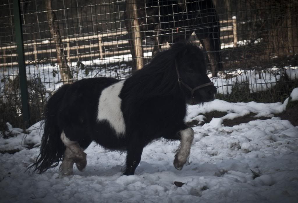 Tralissa Andalusians - Random Herd Photos! Wills2_zpsa25810d8