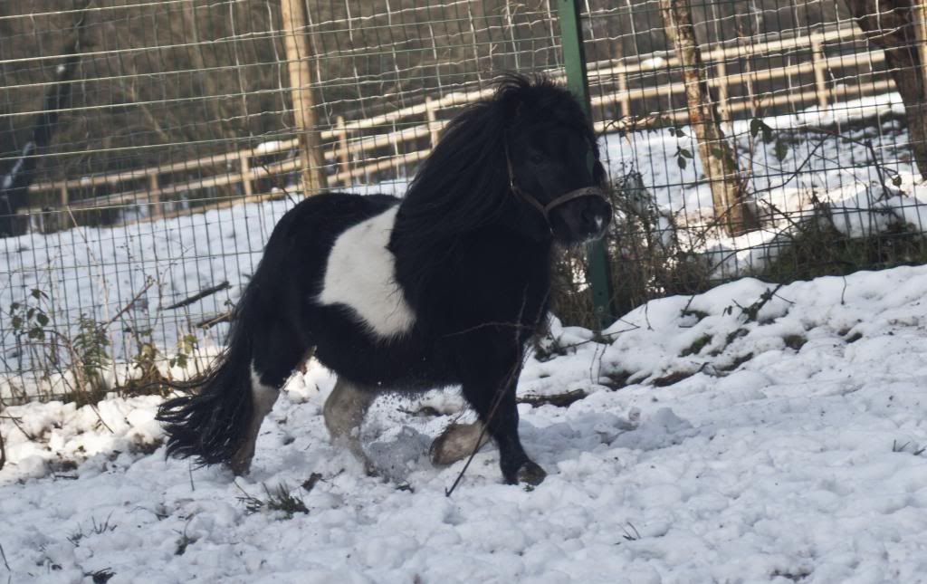 Tralissa Andalusians - Random Herd Photos! Wills_zps6977a558