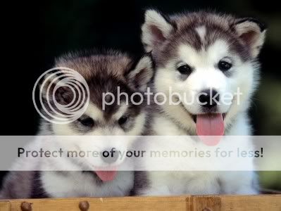 Nơi dành cho bạn trẻ yêu động vật  Cute-huskie-puppies-399x300