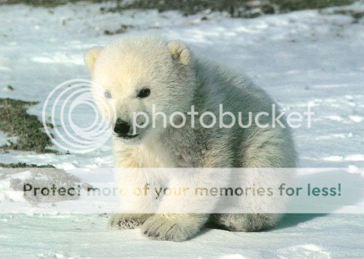 Nơi dành cho bạn trẻ yêu động vật  Cutefuzzypolarbear