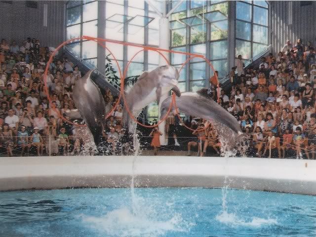 Делфинаруимът Delfinarium