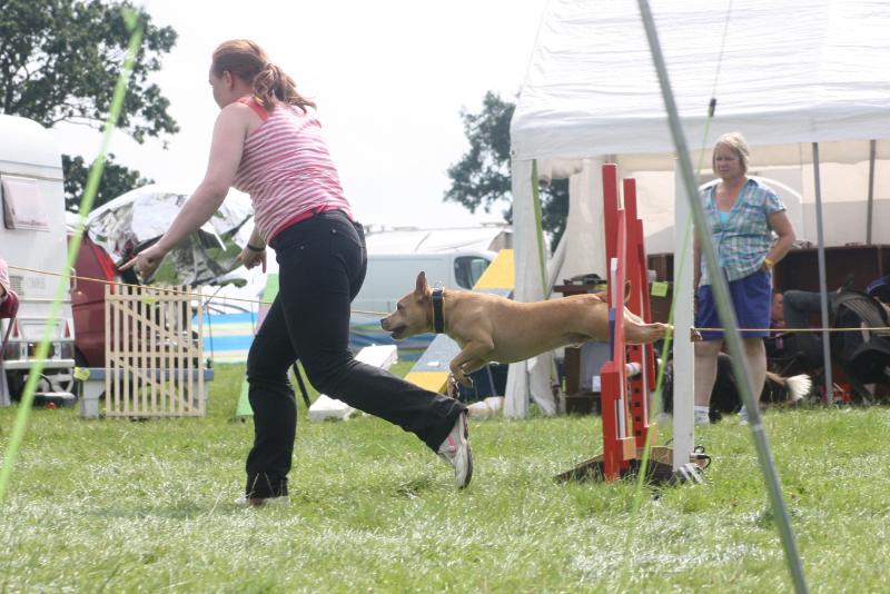 Rocco Agility Photos... IMG_7706