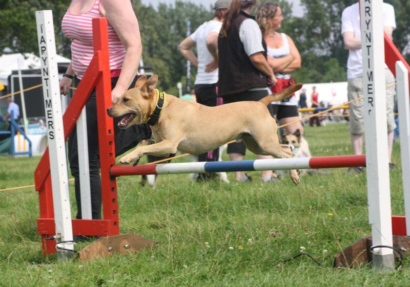 Rocco Agility Photos... IMG_7726