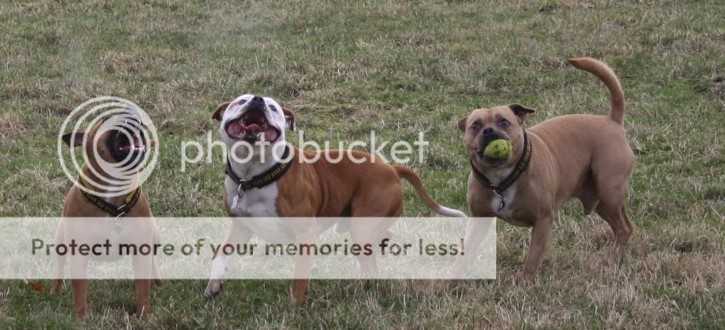 My Golden Oldies Dylan, Charlie and Indi  IMG_9060