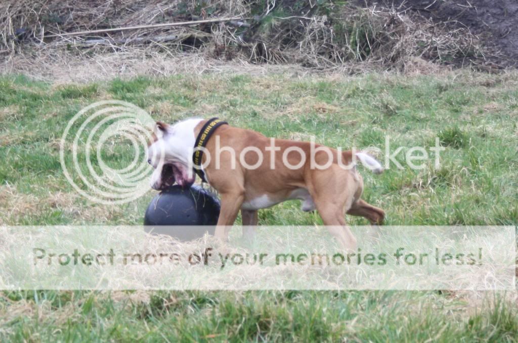 Nose Ball Madness - Dylan, Indi and Bree's 1st go! IMG_0420