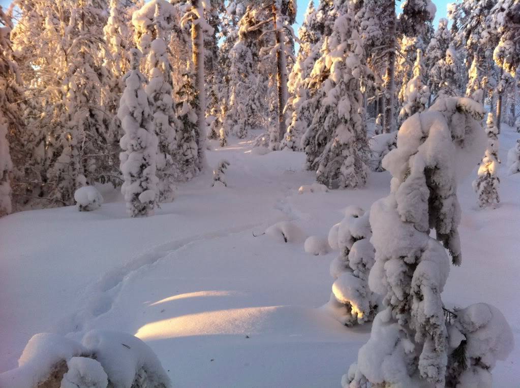 Bilder från dagens tur i skogen. IMG_03042