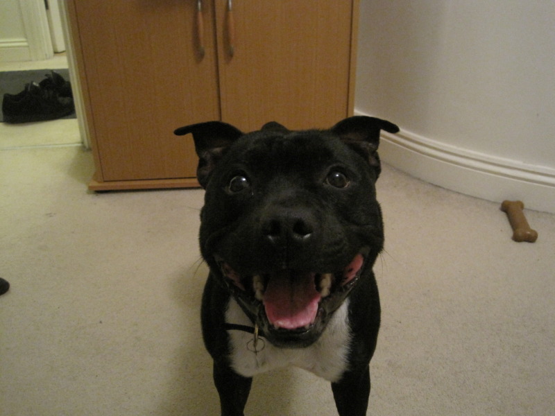 Staffies smile - Page 2 2f217c84