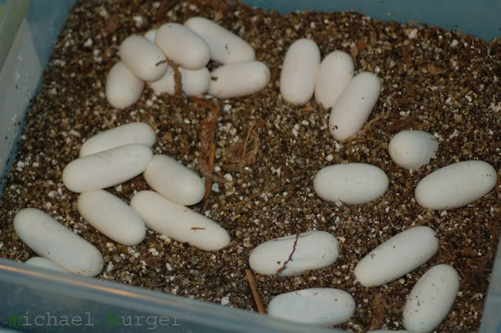 Boiruna maculata eggs Eggscopy