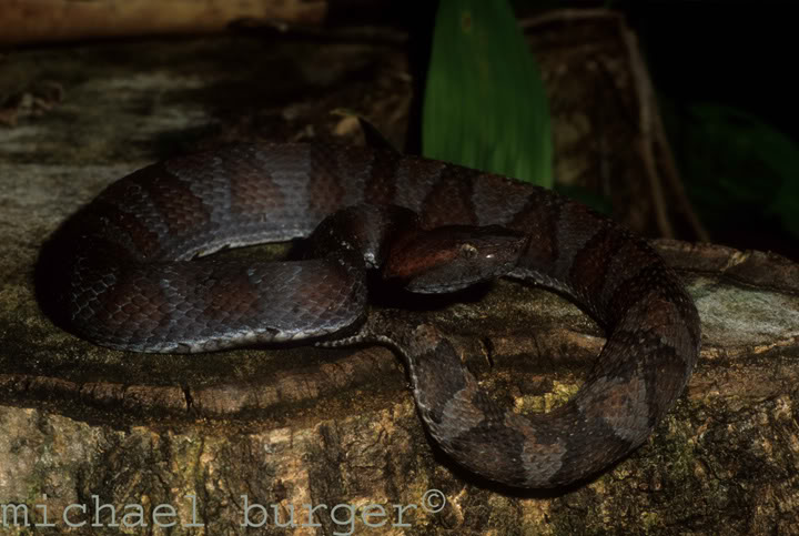 Bothrocophias hyoprora Hyo