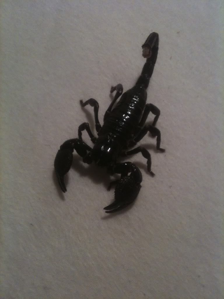 Scorpeaces' Collection. Update: 13/12/2011 Surprise batch of scorpions!! - Page 3 Bilde3-5