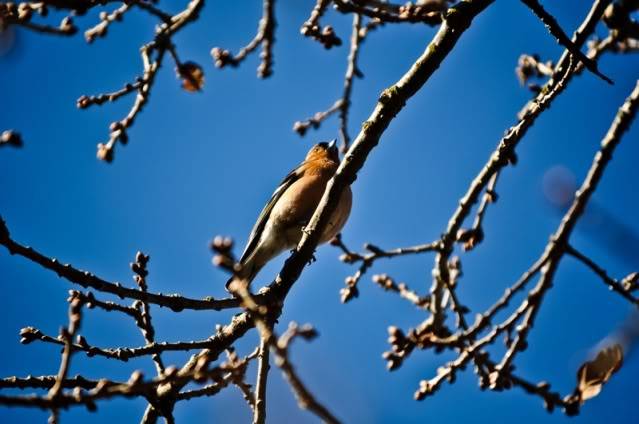 Birdwatching @Minsmere ไปดูนกกันค่ะ ^^ DSC_0788_small