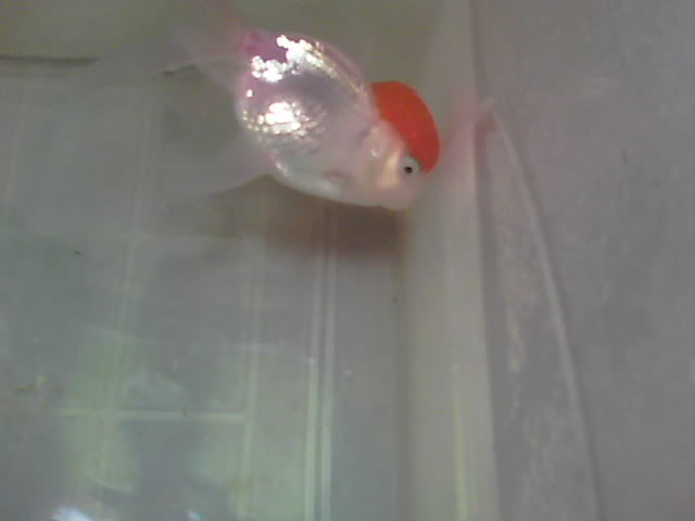 Ayuda!!! goldfish enfermo 100_0278
