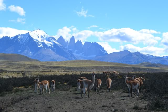 Hasta el Fin del Mundo - 2º parte - P.N. Torres del Paine (Chile) DSC_0570-1