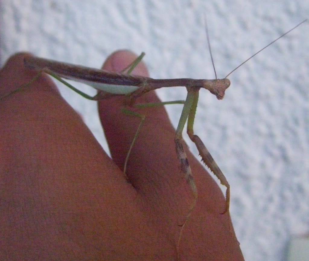 Stagmomantis Limbata 100_58741