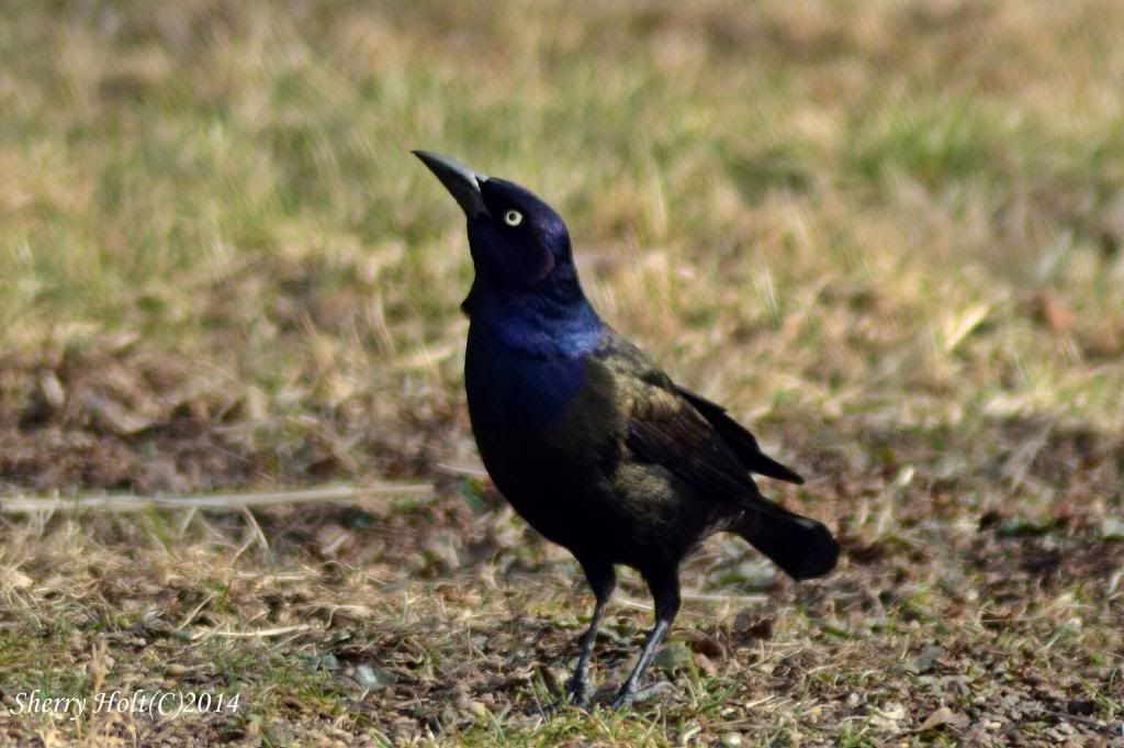 Bird pictures! 049grackle