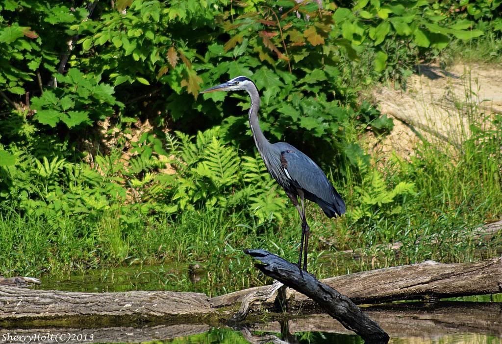 Blue Heron Photos 054blueheron