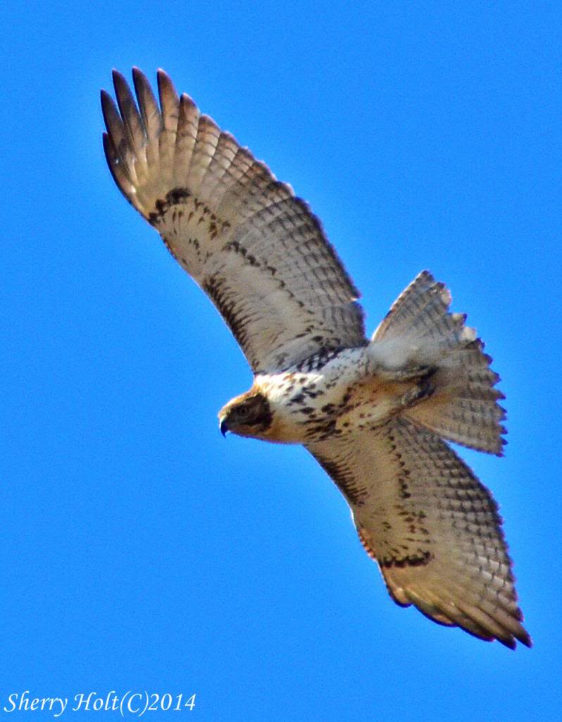 Bird pictures! 058broadwingedhawk