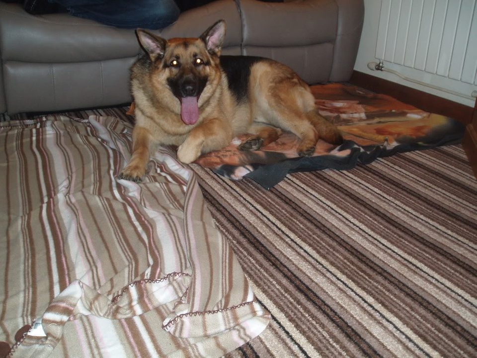 Bear 4yr old Homed Bear005