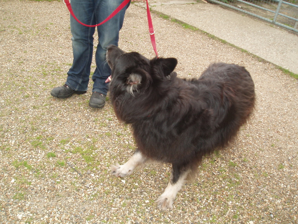 Harrison homed VigilDogs004-13