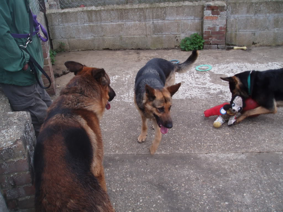 Brody Gorgeous Black and Gold Female homed VigilDogs023-2