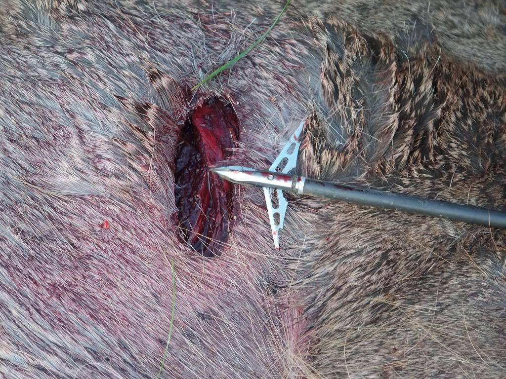 Bow kill pics 102_1518