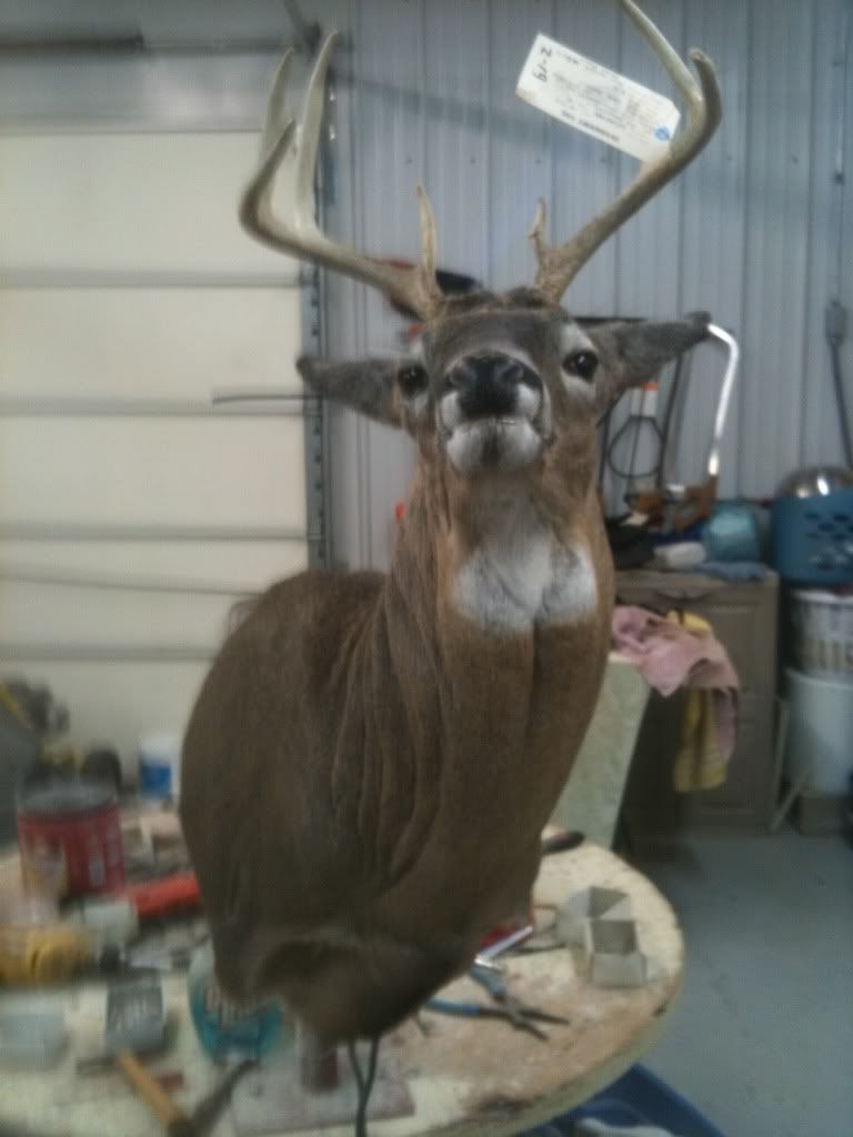 2011 Buck Mount In Process E1b55e29