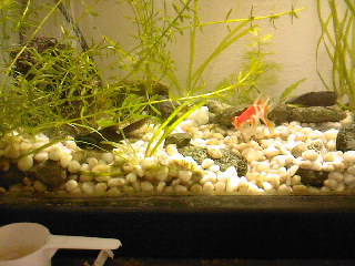 Mis nuevos goldfish  SPM_A0804_zpsdac029bb