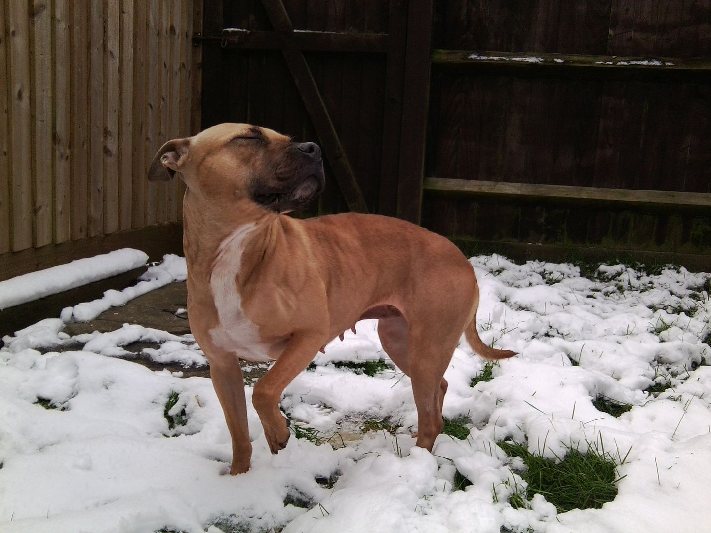 Biscuit looking awkward in the snow... Snowbis6