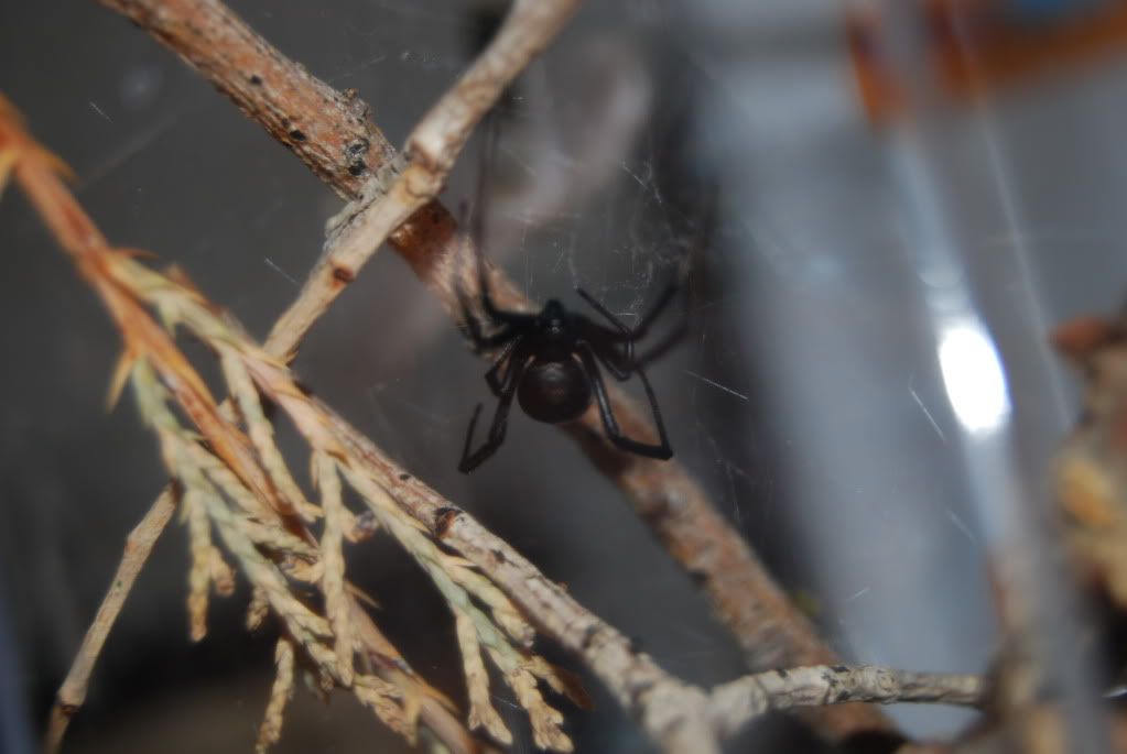 Latrodectus hesperus *PICS* - Page 2 DSC_0129