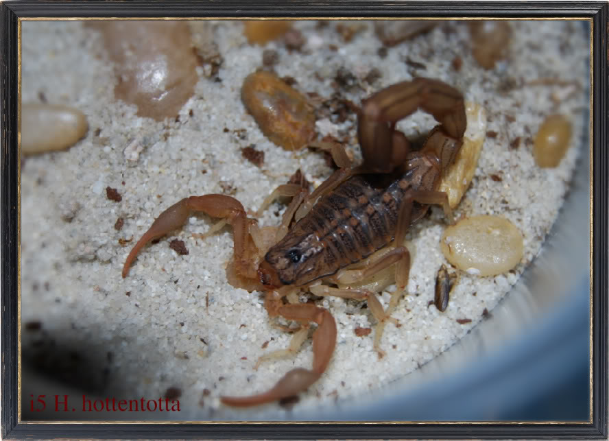 [Sharing] WHO MOLTED TODAY? (Post molting pics here!) - Page 8 DSC_0193-1