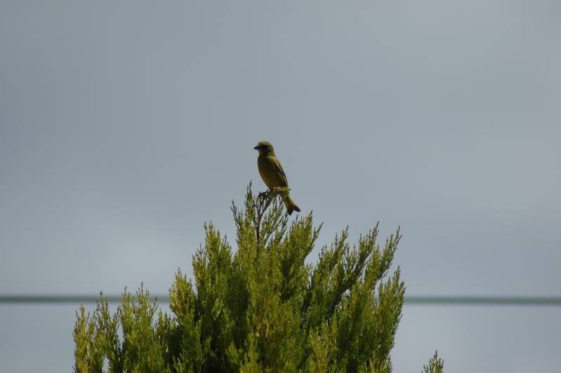 Aves no meu Quintal DSC_0004