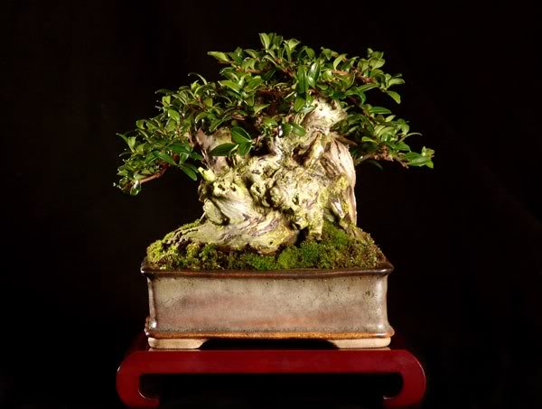 BONSAI tudo sobre elas Bonsai