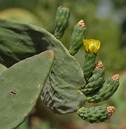 Opuntia ficus-indica Figue